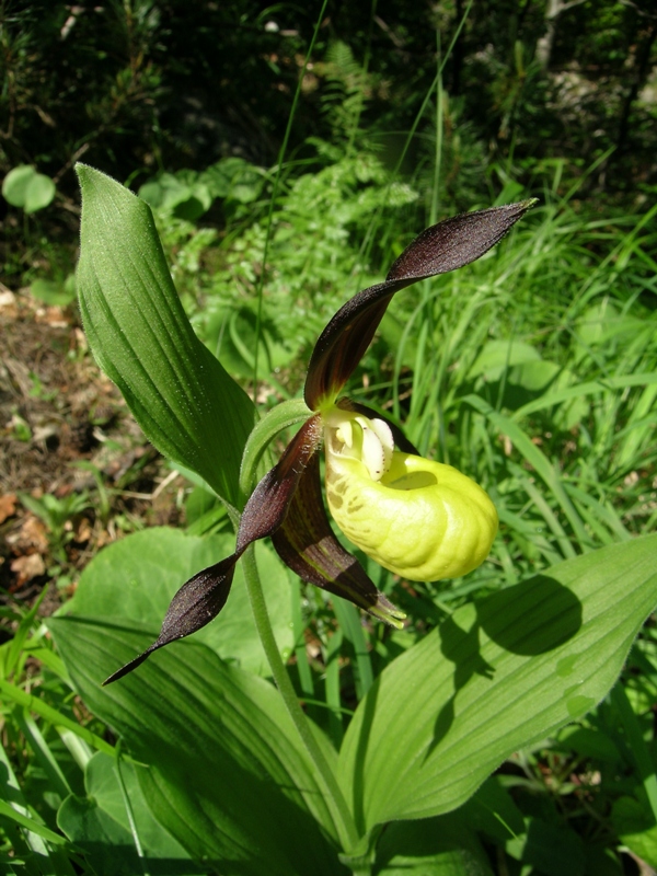 Cypripedium calceolus in Abruzzo